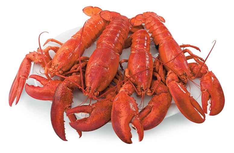 Fresh, Live 1 lb lobsters- 12 pack - Maine Lobster Direct